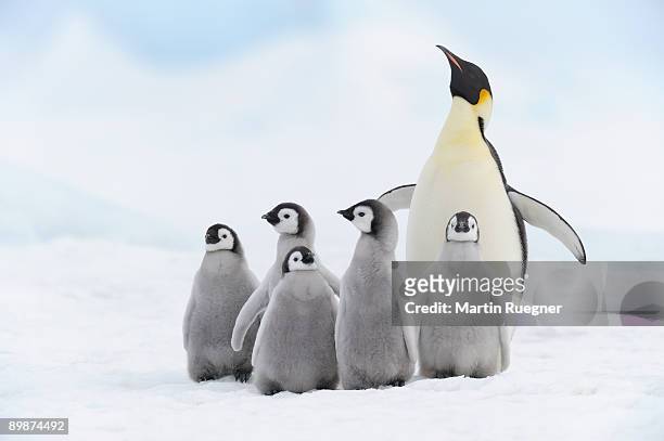 emperor penguin chicks and adult. - fågelunge bildbanksfoton och bilder