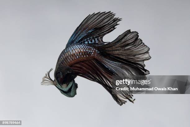 Muhammad Fish 1,849 Muhammad Fish Stock Photos, High-Res Pictures, and Images - Getty ...