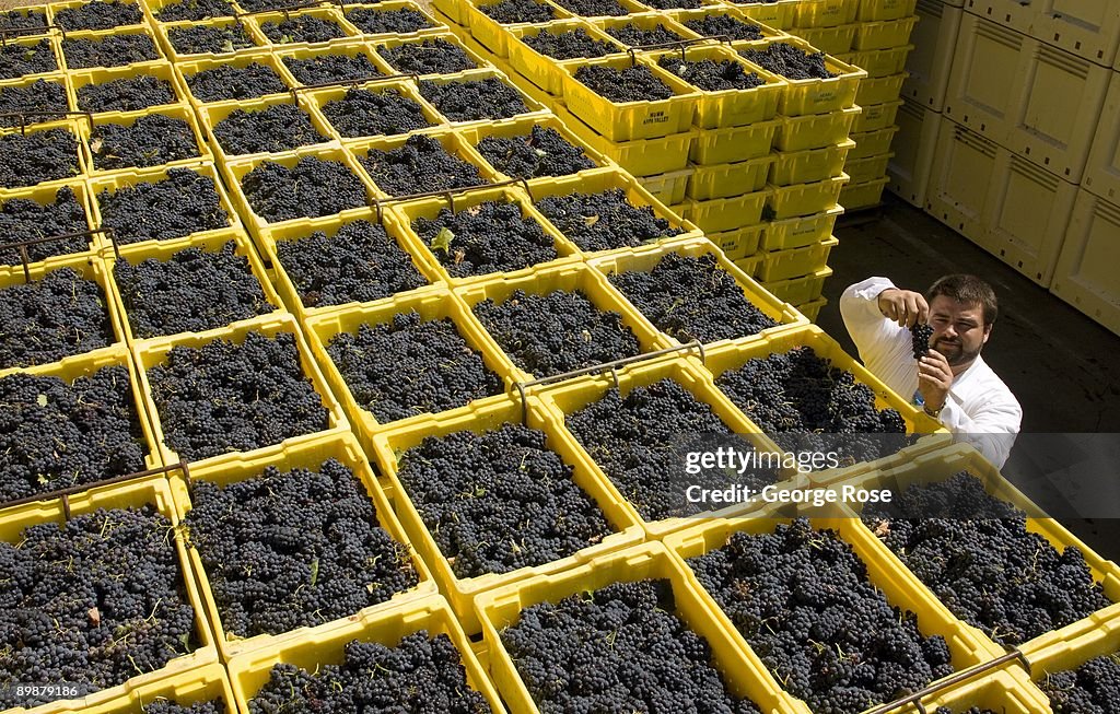 California Grape Harvest Begins