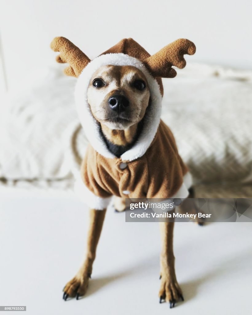 Reindeer dog