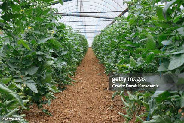tomatoes ripening in greenhouse - ground turkey package stock pictures, royalty-free photos & images