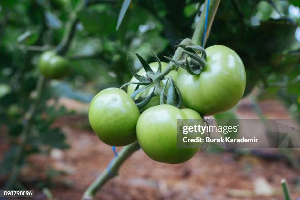 tomatoes ripening in greenhouse - ground turkey package stock pictures, royalty-free photos & images