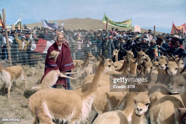 Peruvian President Alberto Fujimori tries to grab a vicuna during a visit on the Dia del Campesino to the Pampa Galeras national reserve in Ayacucho...