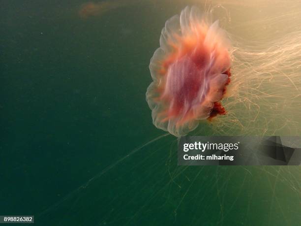 lion's mane jelly fish - lions mane jellyfish stock pictures, royalty-free photos & images