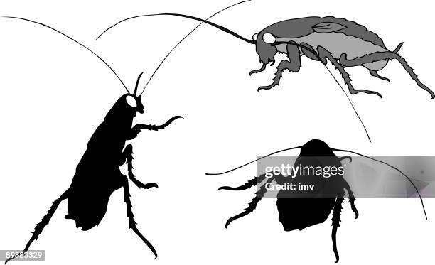 illustration of three cockroaches - blatta americana stock illustrations
