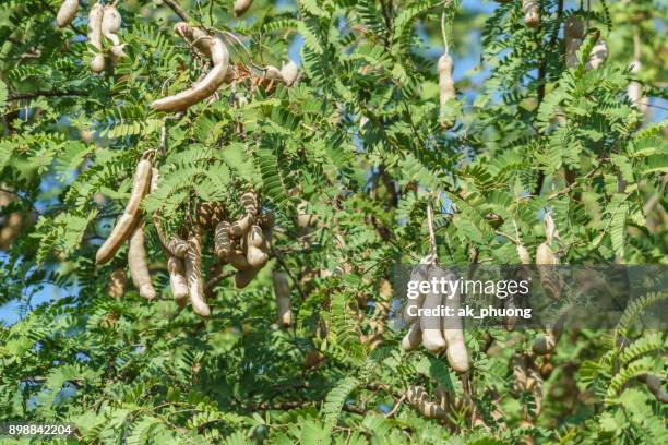 tamarind - tamarind bildbanksfoton och bilder