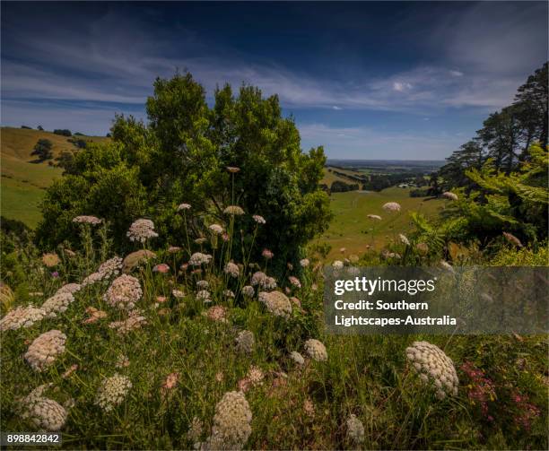 Dumbalk 102 Dumbalk Victoria Stock Photos, High-Res Pictures, and Images ...