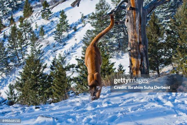 puma is falling to the ground - cat jumping down stock pictures, royalty-free photos & images