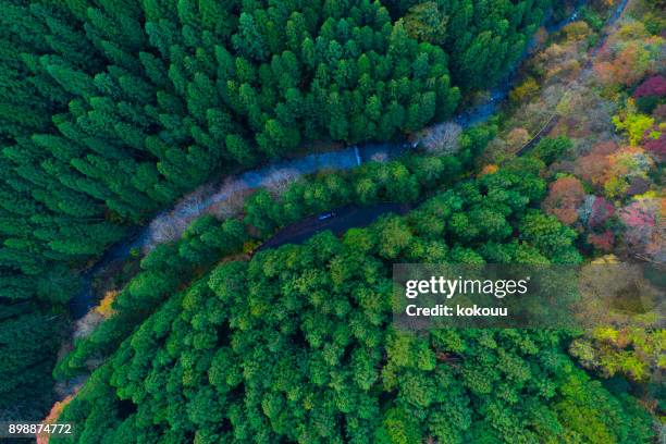 bosque desde el punto de vista de pájaro. - top fotografías e imágenes de stock