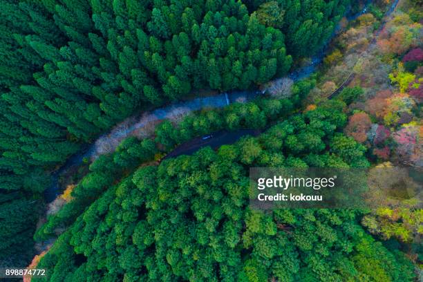forest from bird's eye view. - mountains forest road stock pictures, royalty-free photos & images