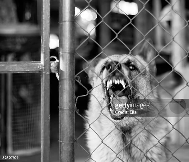 vicious dog restrained by metal fence barks at someone - german shepherd teeth stockfoto's en -beelden