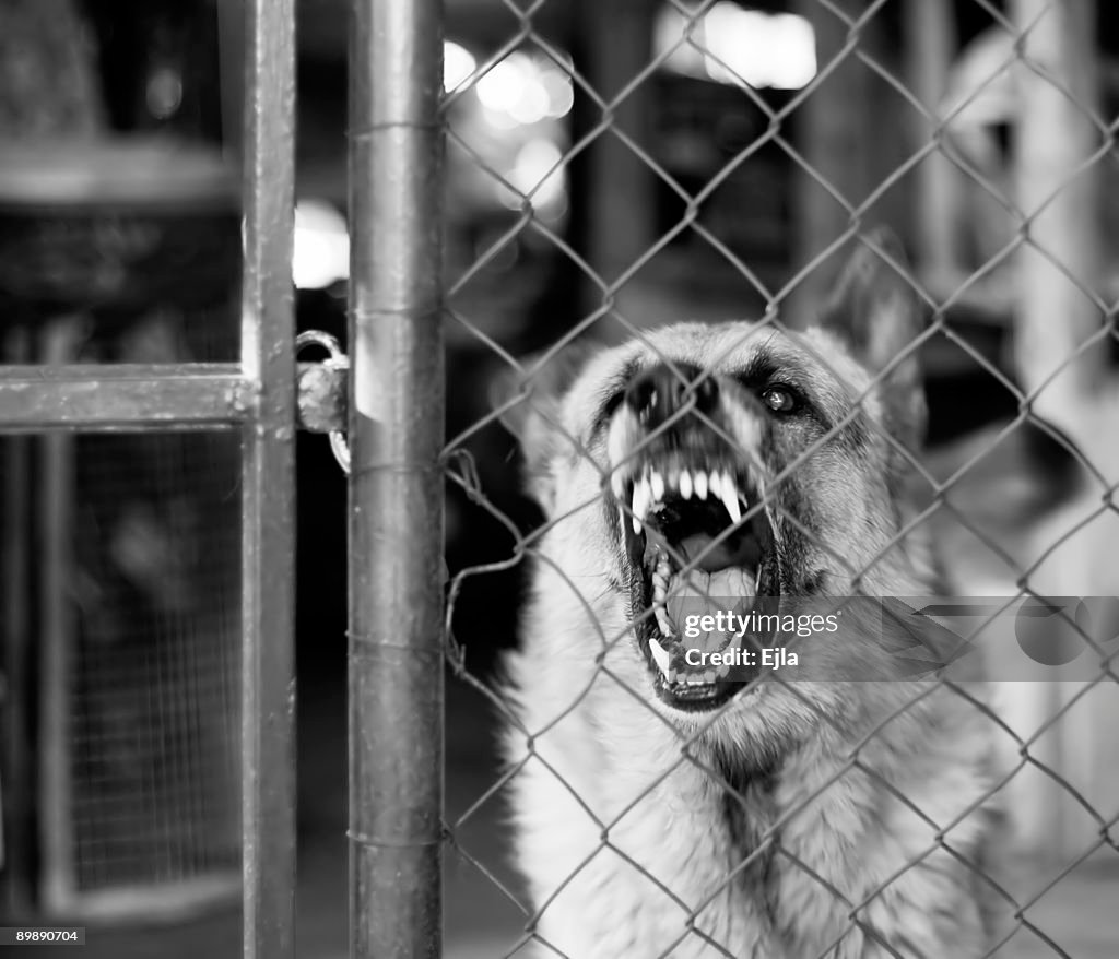 Vicious dog restrained by metal fence barks at someone