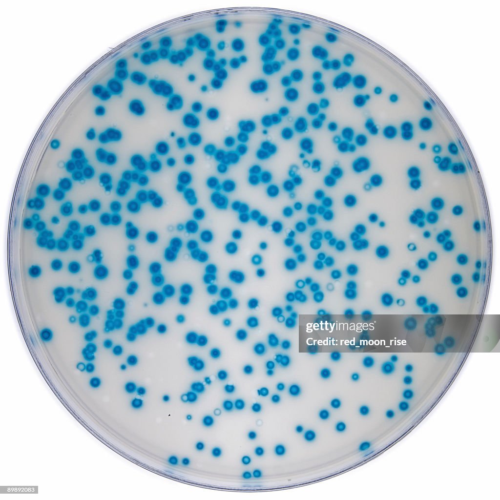 DNA polymerase Fehlerquote Entschlossenheit