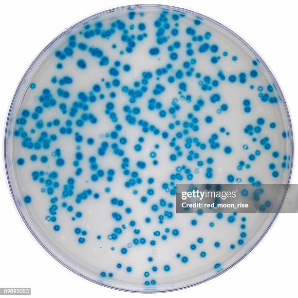 の dna polymerase エラー金利決定 - 大腸菌 ストックフォトと画像