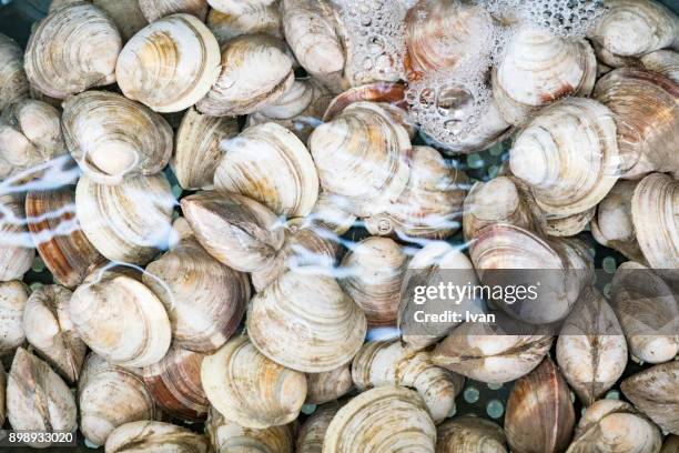 230 Open Clam Shell Stock Photos, High-Res Pictures, and Images