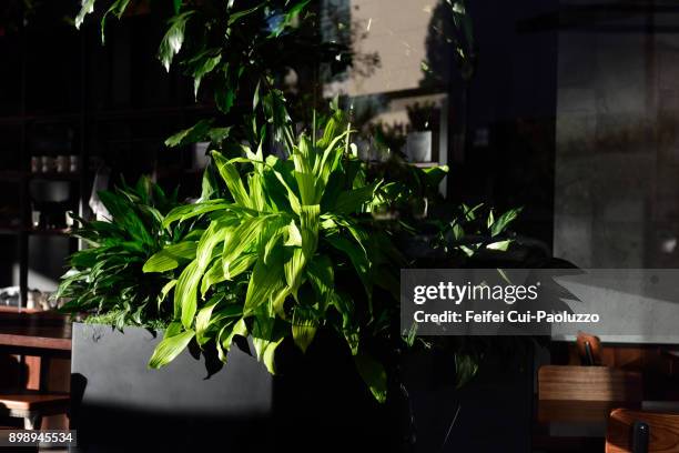 dracaena plant at city of san diego, california, usa - dracaena stock pictures, royalty-free photos & images