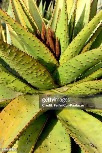aloe aculeata plant at venice beach, los angeles, california, usa - americana aloe stock pictures, royalty-free photos & images