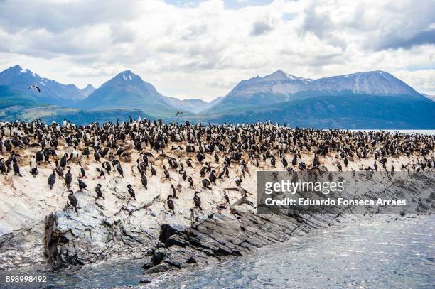 cormorants in tierra del fuego islands - ushuaia stock-fotos und bilder