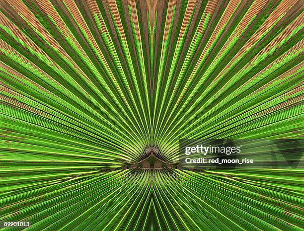 abstract nature - like a tunnel - saw palmetto stock pictures, royalty-free photos & images