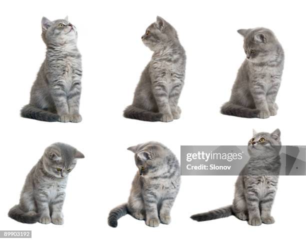 kitten - grey kitten stock pictures, royalty-free photos & images