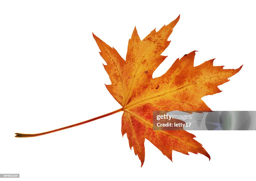 An isolated picture of a red leaf