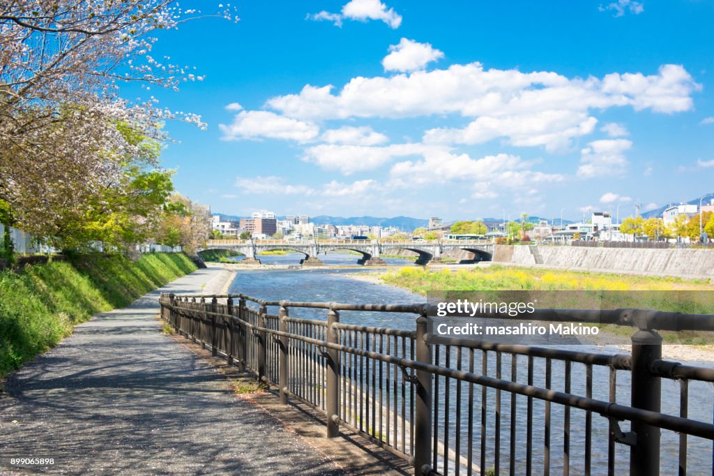 Spring View of Kamo River, Kyoto City