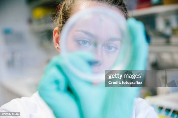 joven científico femenino ver en cultivo celular en placa de petri en el laboratorio - protozoo fotografías e imágenes de stock