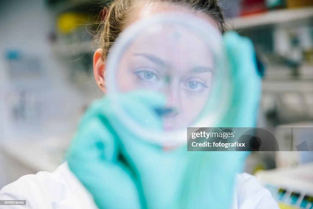 Young female scientist watching at cell culture in petri dish in laboratory