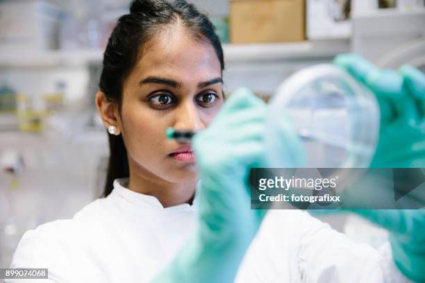 jonge vrouwelijke wetenschapper kijken op celcultuur in petrischaal in laboratorium - yeast laboratory stockfoto's en -beelden