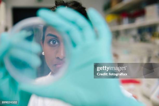 young female scientist watching at cell culture in petri dish in laboratory - yeast laboratory stock pictures, royalty-free photos & images