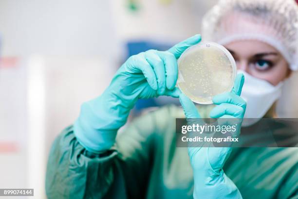 young female scientist watching at cell culture in petri dish in laboratory - agar jelly stock pictures, royalty-free photos & images