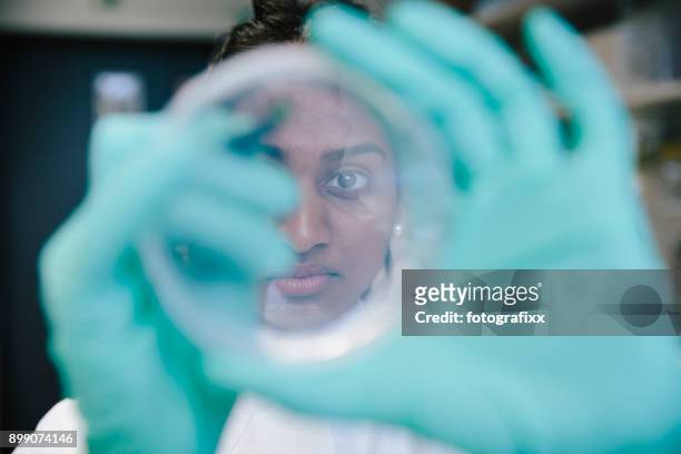 joven científico femenino ver en cultivo celular en placa de petri en el laboratorio - protozoo fotografías e imágenes de stock