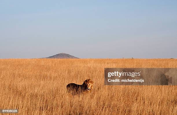 serengeti lion - serengeti national stock pictures, royalty-free photos & images