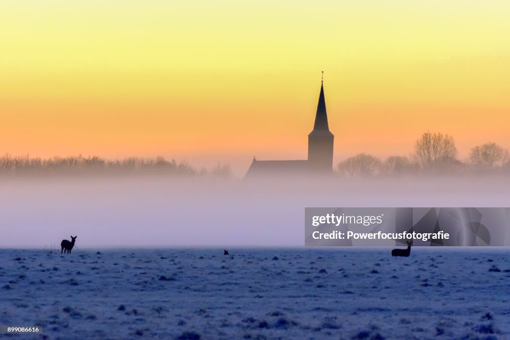 Winter Wildlife