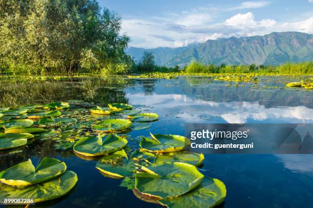 piante acqua acquate sul lago dal, srinagar, kashmir, india - jammu foto e immagini stock