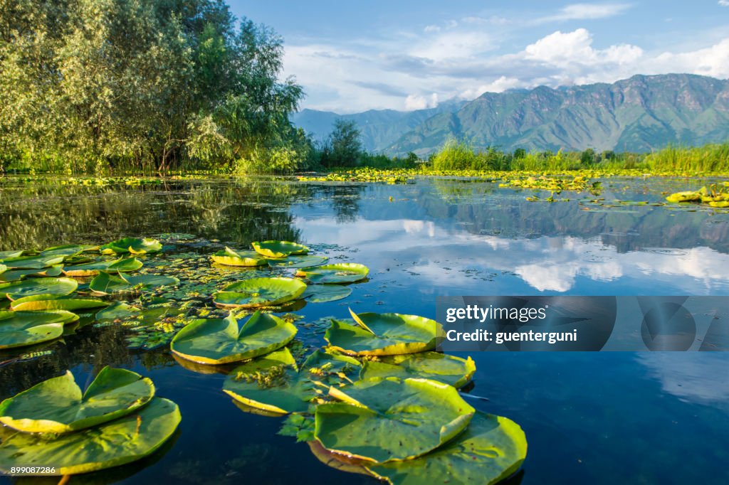 Waterplants on Dal Lake, Srinagar, Kashmir, India