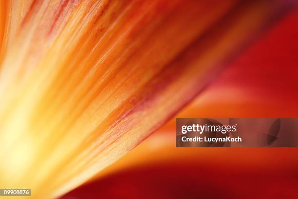 lilies detail - august background stock pictures, royalty-free photos & images