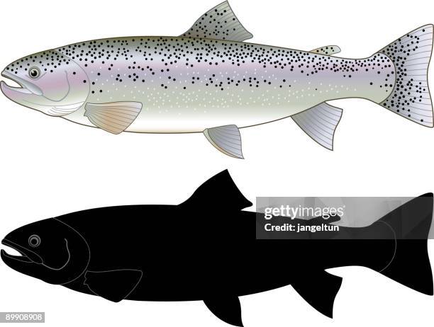 rainbow trout - rainbow trout stock illustrations