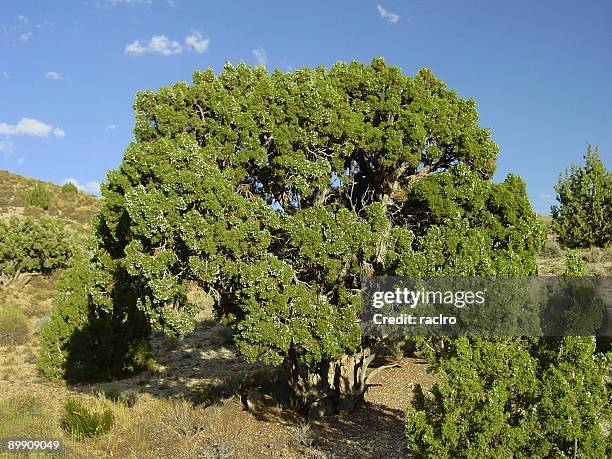 utah juniper - árvore de junípero - fotografias e filmes do acervo