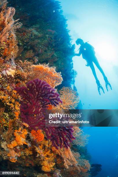 gorgonian coral scuba diving exploring and enjoying coral reef  sea life  sporting women long blonde hair  water sports  scuba diver point of view - red gorgonian sea fan stock pictures, royalty-free photos & images