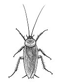 Cockroach illustration, engraving, drawing, ink, vector