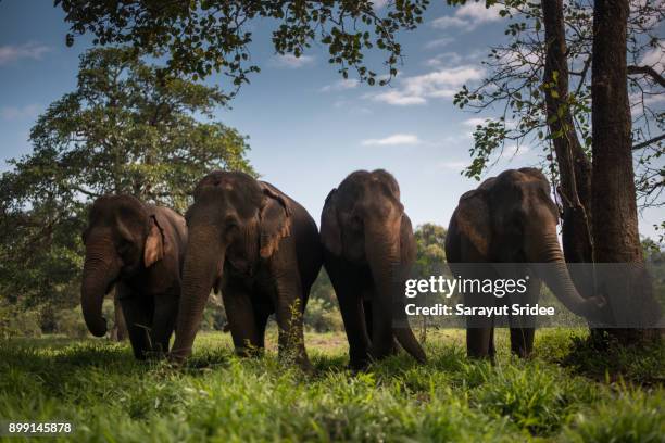 asian elephants in forest, thailand. - chiang rai province stock pictures, royalty-free photos & images