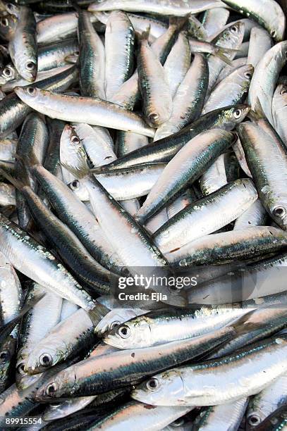 sardines - pomatomus saltatrix stock pictures, royalty-free photos & images