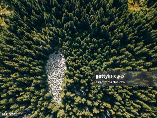 drohne blick auf pinienwald - waldlichtung stock-fotos und bilder