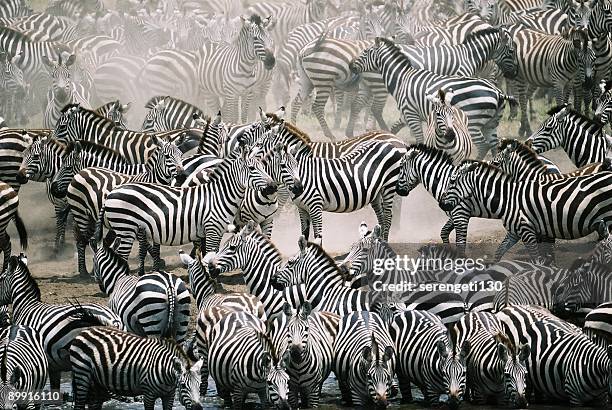 misturar com a multidão-zebra manada - tanzania imagens e fotografias de stock