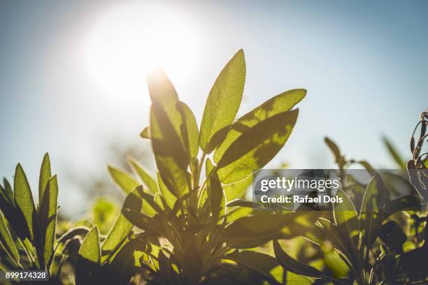 close-up of green leaves - plant part stock pictures, royalty-free photos & images