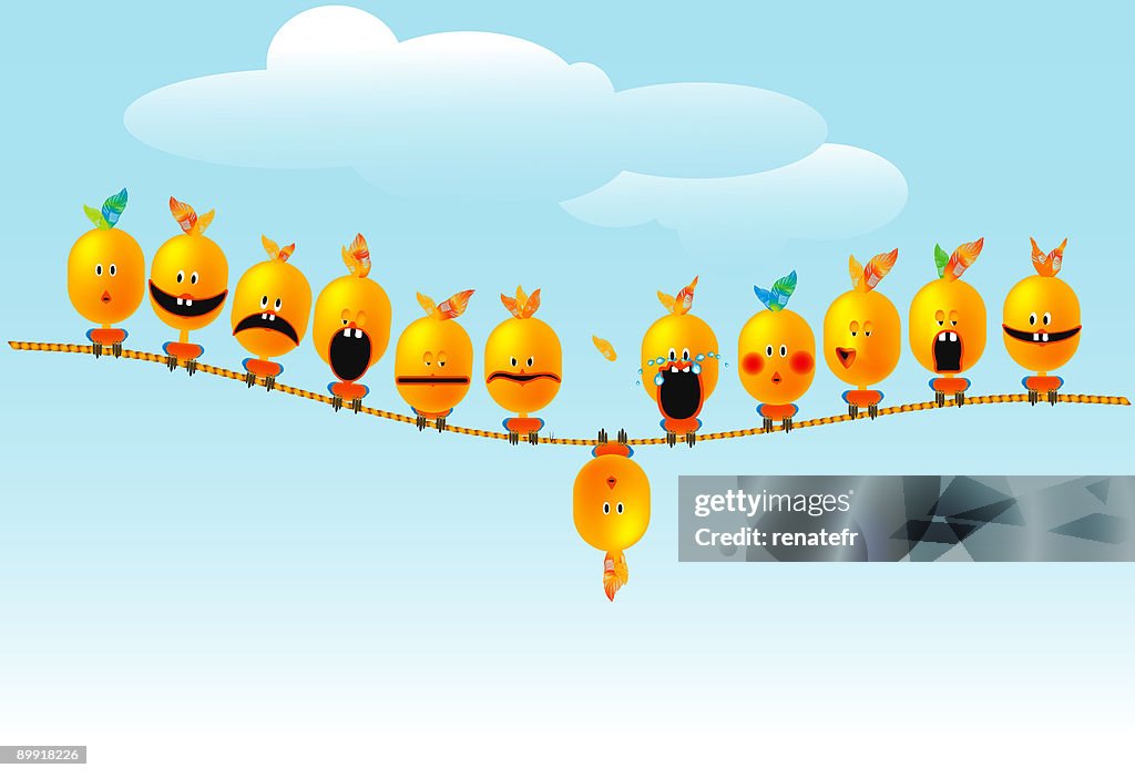 Silly birds