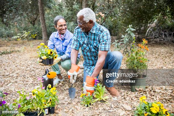 senior black couple gardening - african american senior couple gardening stock pictures, royalty-free photos & images