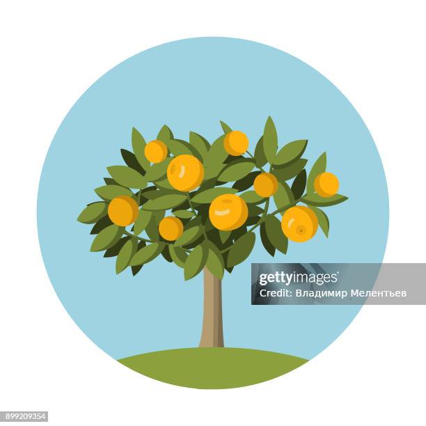 orange fruit tree in flat style.design element for the websites gardening, - orange tree stock illustrations