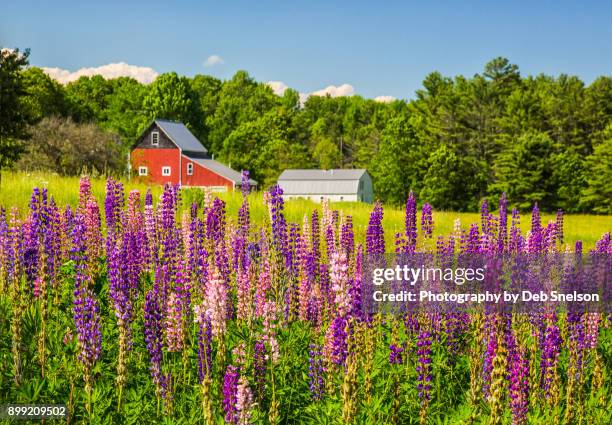 lupines and barn near wiscasset maine - maine imagens e fotografias de stock